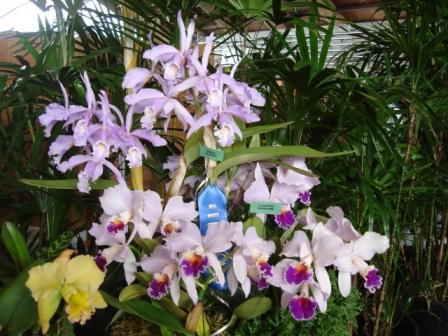 Hilo Orchids